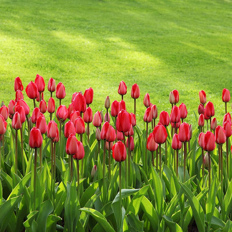 Jardinier les Yvelines